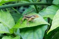 Gecko on green plant leaf, Puerto Rico