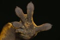 Gecko hand Royalty Free Stock Photo