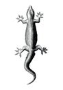Gecko hand drawing vintage style Royalty Free Stock Photo