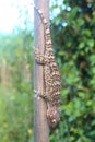 Gecko caught with wood. Royalty Free Stock Photo