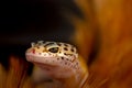 Leopard Gecko in Macro