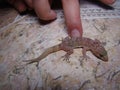 Gecko has two tails. little girl caressing a Mediterranean house gecko.