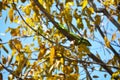 Gecko or iguana