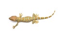 Gecko isolated