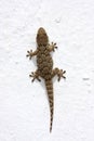 Gecko isolated on white Royalty Free Stock Photo