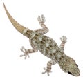 Gecko isolated on white background Royalty Free Stock Photo