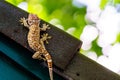 Gecko laying on the dark roof with green wall and green bokeh background. Royalty Free Stock Photo