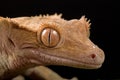 Gecko on leaf