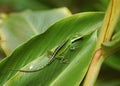Gecko on the leaf Royalty Free Stock Photo