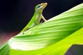 Gecko On Leaf Royalty Free Stock Photo