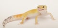 Gecko licking his lips Royalty Free Stock Photo