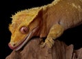 Gecko licking lips Royalty Free Stock Photo