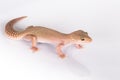 Gecko lizard