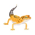 Gecko lizard animal. Reptile in natural wildlife isolated in white background. Vector Royalty Free Stock Photo