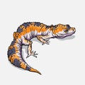 Gecko lizard animal. Reptile in natural wildlife isolated in white background. Vector Royalty Free Stock Photo