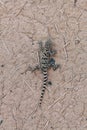 Gecko lizard Cyrtopodion fedtschenkoi