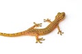 Gecko lizard isolated on white Royalty Free Stock Photo