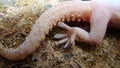 Gecko. lizard`s foot. Camouflage lizards. Camouflage animals, reptile. Mediterranean house gecko, akdeniz sakanguru, pacific house