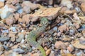 Gecko lizard from trpical forest Royalty Free Stock Photo