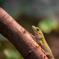 Gecko lizard