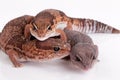 Gecko lizards Royalty Free Stock Photo