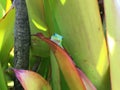Gecko Lizards in Spring on Kauai Island, Hawaii. Royalty Free Stock Photo