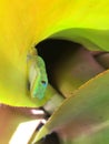 Gecko Lizards in Spring on Kauai Island, Hawaii. Royalty Free Stock Photo