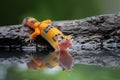 Beautiful Leopard gecko in reflection Royalty Free Stock Photo