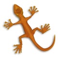 Gecko lizzard Royalty Free Stock Photo