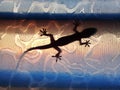 The gecko looking for its prey in an urban environment where insects can be found. Royalty Free Stock Photo