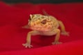Gecko posing Royalty Free Stock Photo