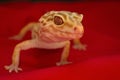 Gecko posing Royalty Free Stock Photo
