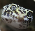 Gecko macro