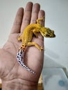 Gecko Royalty Free Stock Photo