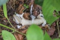 The gecko is moulting on the ground under the big tree.