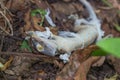 The gecko is moulting on the ground under the big tree.