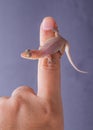 Gecko Royalty Free Stock Photo