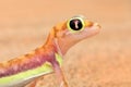 Gecko from Namib sand dune, Namibia. Pachydactylus rangei, Web-footed palmato gecko in the nature desert habitat. Lizard in Royalty Free Stock Photo