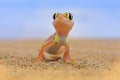 Gecko from Namib sand dune, Namibia. Pachydactylus rangei, Web-footed palmato gecko in the nature desert habitat. Lizard in