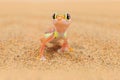 Gecko from Namib sand dune, Namibia. Pachydactylus rangei, Web-footed palmato gecko in the nature desert habitat. Lizard in