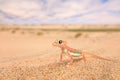 Gecko from Namib sand dune, Namibia. Pachydactylus rangei, Web-footed palmato gecko in the nature desert habitat. Lizard in Namib Royalty Free Stock Photo