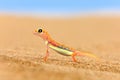 Gecko from Namib sand dune, Namibia. Pachydactylus rangei, Web-footed palmato gecko in the nature desert habitat. Lizard in Royalty Free Stock Photo