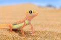 Gecko from Namib sand dune, Namibia. Pachydactylus rangei, Web-footed palmato gecko in the nature desert habitat. Lizard in Royalty Free Stock Photo