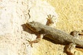 Gecko on Oman wall Royalty Free Stock Photo