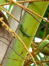 Gecko on a palm leaf