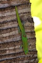 Gecko on a Palm Tree