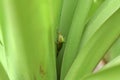 Gecko peeking out from bright green foliage Royalty Free Stock Photo