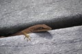 Gecko peeking out between cracks of a boardwalk Royalty Free Stock Photo