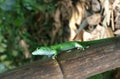 Gecko - Phelsuma madagascariensis