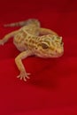 Gecko posing Royalty Free Stock Photo